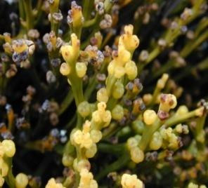 Psilotum nudum